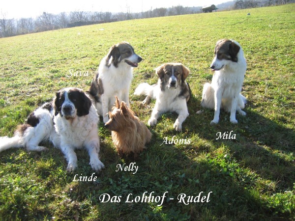 Lohhof-Rudel Tornjak SF